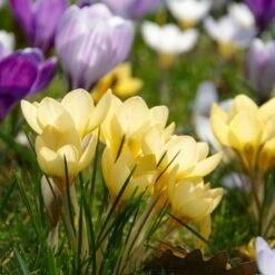 High Country Gardens Shop -High Country Gardens Shop romance crocus 2