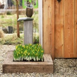 Romance Crocus 9 Romance Crocus -High Country Gardens Shop romance crocus 5