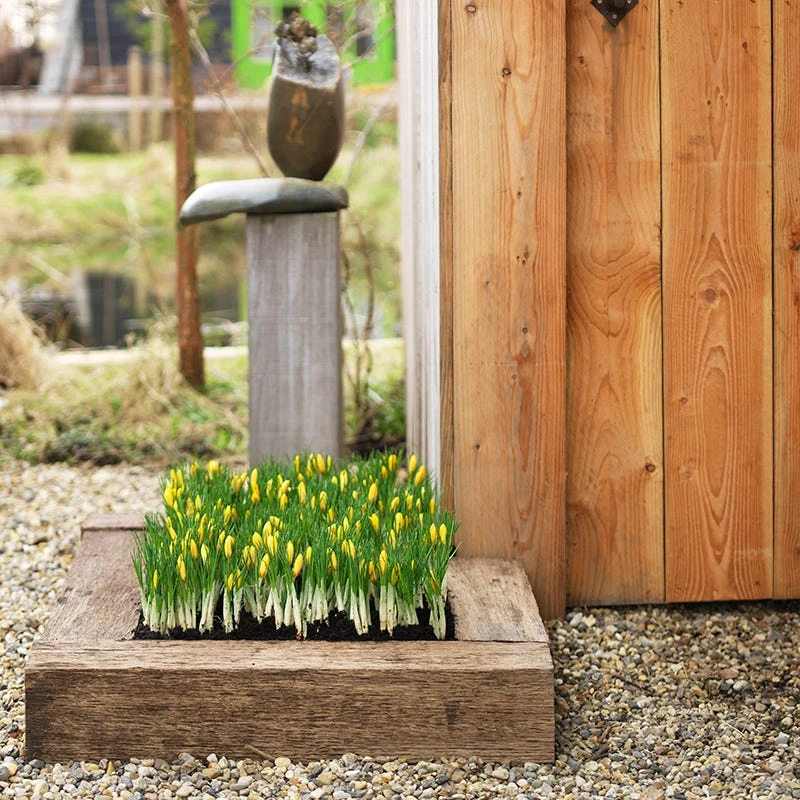 Romance Crocus 5 Romance Crocus - Image 5