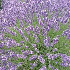Royal Velvet English Lavender -High Country Gardens Shop royal velvet english lavender aerial