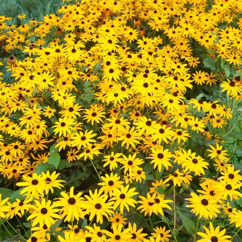 Goldsturm Black Eyed Susan 1 Goldsturm Black Eyed Susan