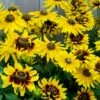 Denver Daisy Black Eyed Susan -High Country Gardens Shop rudbeckia denver daisy 1