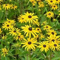 Butterfly Paradise Pre-Planned Cottage Garden -High Country Gardens Shop rudbeckia fulgida goldsturm yellow blooms