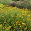 Deam's Black Eyed Susan -High Country Gardens Shop rudbeckia fulgida var deamii garden