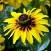 FireSmart Collection - Zone 2 -High Country Gardens Shop rudbeckia hirta black eyed susan denver daisy
