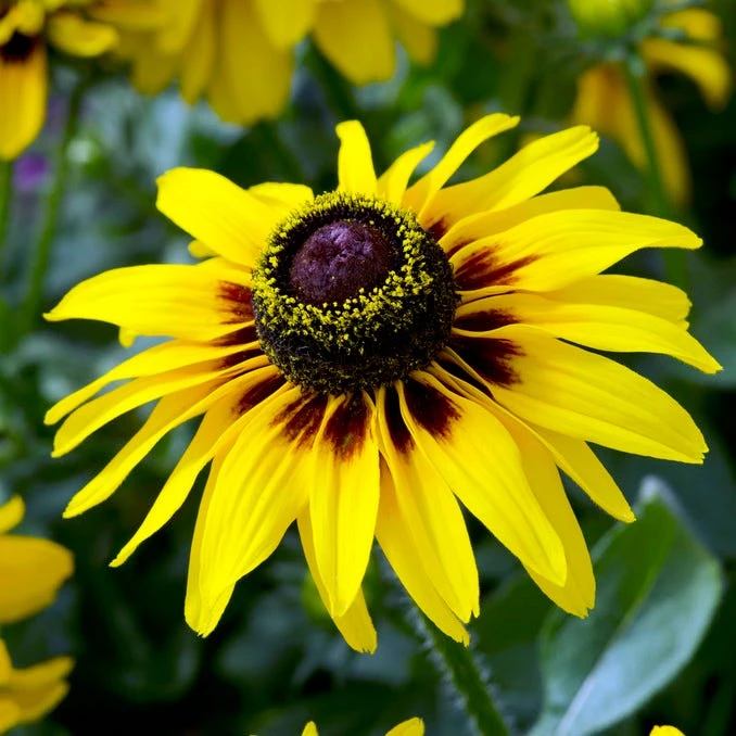 FireSmart Collection - Zone 2 1 FireSmart Collection - Zone 2