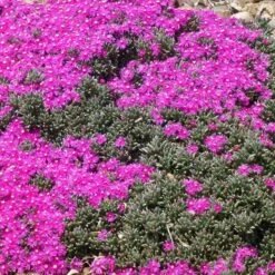 Creeping Shrubby Ice Plant (Ruschia) -High Country Gardens Shop ruschia pulvinaris 3