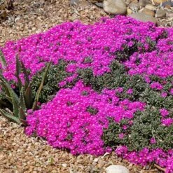 Creeping Shrubby Ice Plant (Ruschia) -High Country Gardens Shop ruschia pulvinaris 4