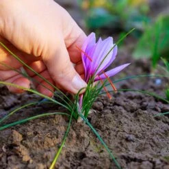 Saffron Crocus -High Country Gardens Shop saffron crocus 4 1