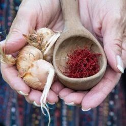 Saffron Crocus -High Country Gardens Shop saffron crocus 5