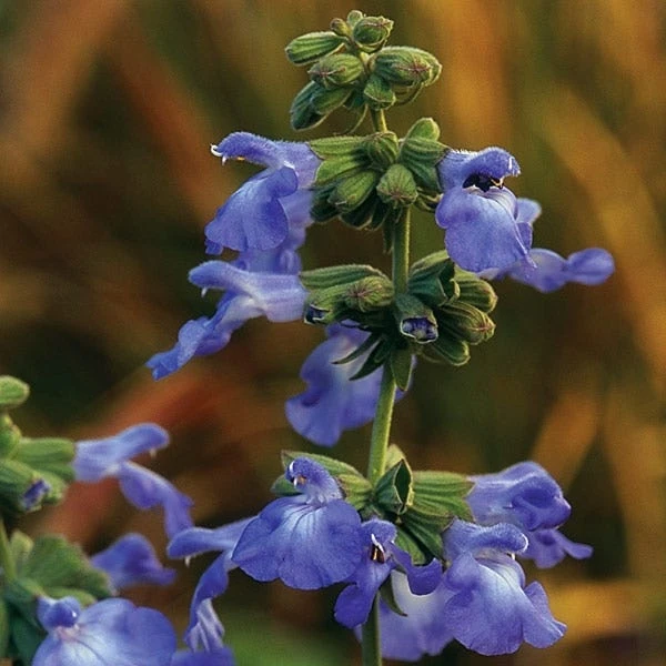 Prairie Salvia 2 Prairie Salvia - Image 2