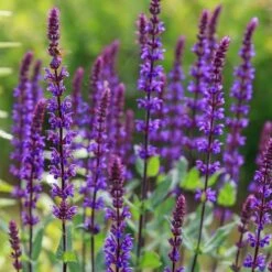 Caradonna Salvia -High Country Gardens Shop salvia caradonna sage 1