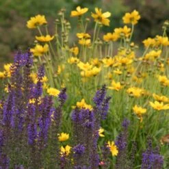 High Country Meadow Native Wildflower Seed Mix -High Country Gardens Shop salvia coreopsis meadow