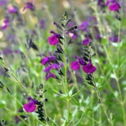 FlowerKisser® Dark Shadows Salvia -High Country Gardens Shop salvia flowerkisser dark shadows