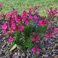 Cold Hardy Pink Texas Salvia -High Country Gardens Shop salvia greggii 2