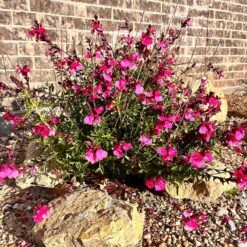 Cold Hardy Pink Texas Salvia -High Country Gardens Shop salvia greggii 3