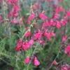 FlowerKisser® Coral-Pink Salvia 7 FlowerKisser® Coral-Pink Salvia -High Country Gardens Shop salvia greggii wwg003 flowerkisser coral pink sage cropped 3