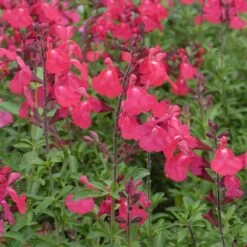FlowerKisser® Coral-Pink Salvia -High Country Gardens Shop salvia greggii wwg3flowerkisser coral pink sage