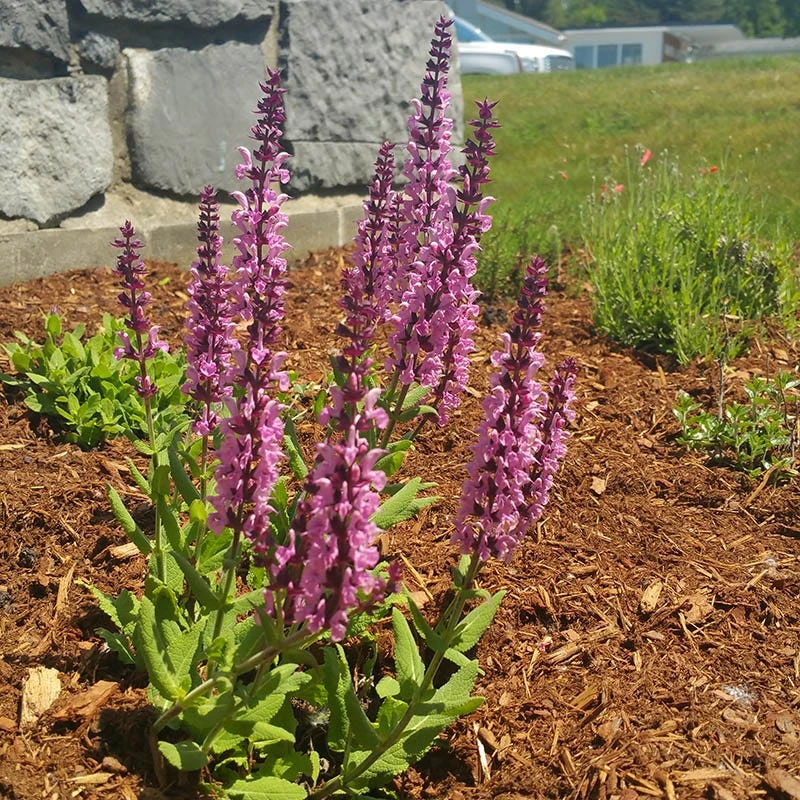 Lyrical™ Rose Salvia 4 Lyrical™ Rose Salvia - Image 4