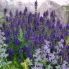 Marcus Dwarf Blue Salvia -High Country Gardens Shop salvia marcus emmis oure cropped