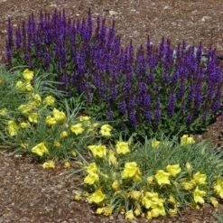 Little Night Salvia -High Country Gardens Shop salvia nemerosa little night oenothera shimmer