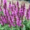 Rose Marvel Salvia -High Country Gardens Shop salvia nemorosa rose marvel salvia 1