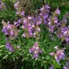 Dwarf Common Sage (Salvia) -High Country Gardens Shop salvia officinalis minimus 1