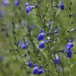 West Texas Grass Salvia -High Country Gardens Shop salvia reptans blue flowers