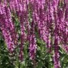 Salvia Collection -High Country Gardens Shop salvia sylvestris balyricose 678071635 cropped 3