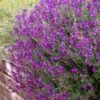 Ultra Violet Salvia -High Country Gardens Shop salvia ultra violet over wall purple 1