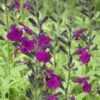 FlowerKisser® Dark Shadows Salvia -High Country Gardens Shop salvia x wwg01 flowerkisser dark