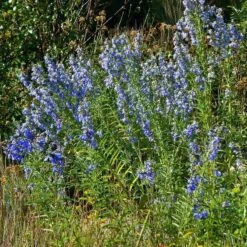Prairie Salvia 8 Prairie Salvia -High Country Gardens Shop salvia azurea chatfield cropped
