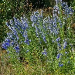 Salvia Collection 8 Salvia Collection -High Country Gardens Shop salvia azurea chatfield cropped 4