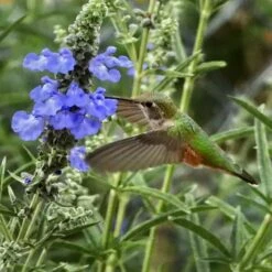 Prairie Salvia 10 Prairie Salvia -High Country Gardens Shop salvia azurea sq