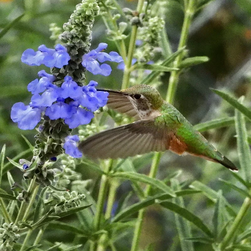 Prairie Salvia 5 Prairie Salvia - Image 5