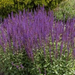 Caradonna Salvia -High Country Gardens Shop salvia caradonna cropped 1