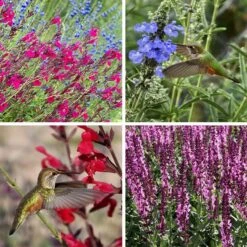 Salvia Collection 7 Salvia Collection -High Country Gardens Shop salvia collection collage