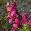 Cold Hardy Pink Texas Salvia -High Country Gardens Shop salvia greggii cold hardy pink 2