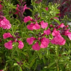 Cold Hardy Pink Texas Salvia -High Country Gardens Shop salvia greggii cold hardy pink close up cropped 1