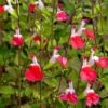 Hot Lips Salvia -High Country Gardens Shop salvia microphylla hot lips close up of flwrs cc 2