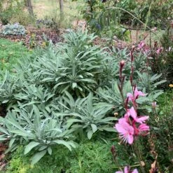 Dwarf Common Sage (Salvia) -High Country Gardens Shop salvia minima lc img 8468