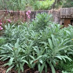 Dwarf Common Sage (Salvia) -High Country Gardens Shop salvia minima lc img 8471