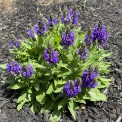 Marcus Dwarf Blue Salvia 6 Marcus Dwarf Blue Salvia -High Country Gardens Shop salvia nemerosa marcus joannabelleville sq