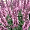 Lyrical™ Rose Salvia 8 Lyrical™ Rose Salvia -High Country Gardens Shop salvia nemorosa balyricose