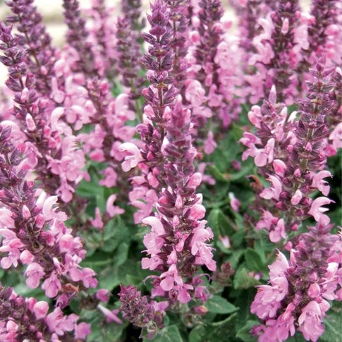 Lyrical™ Rose Salvia 1 Lyrical™ Rose Salvia