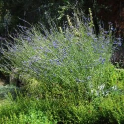West Texas Grass Salvia -High Country Gardens Shop salvia reptans sq