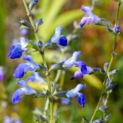 West Texas Grass Salvia -High Country Gardens Shop salvia reptans sq1