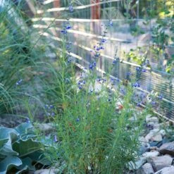 West Texas Grass Salvia -High Country Gardens Shop salvia reptans sq2