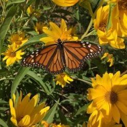 Santa Fe Maximilian's Sunflower (Helianthus) -High Country Gardens Shop santa fe maximilians sunflower b