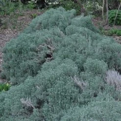 Gray Santolina -High Country Gardens Shop santolina chamaecyparissus gray santolina spring